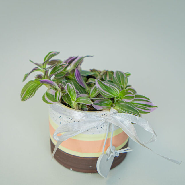 Mała Szklarnia Mała Szklarnia