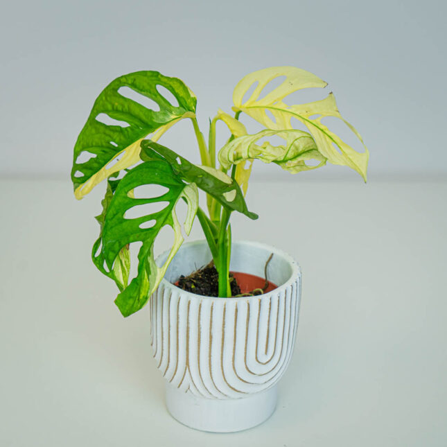 Mała Szklarnia Mała Szklarnia