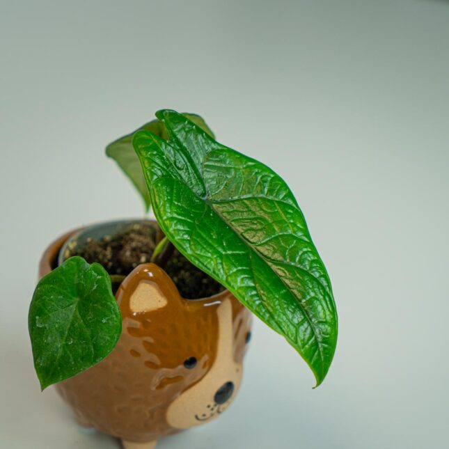 Mała Szklarnia Mała Szklarnia