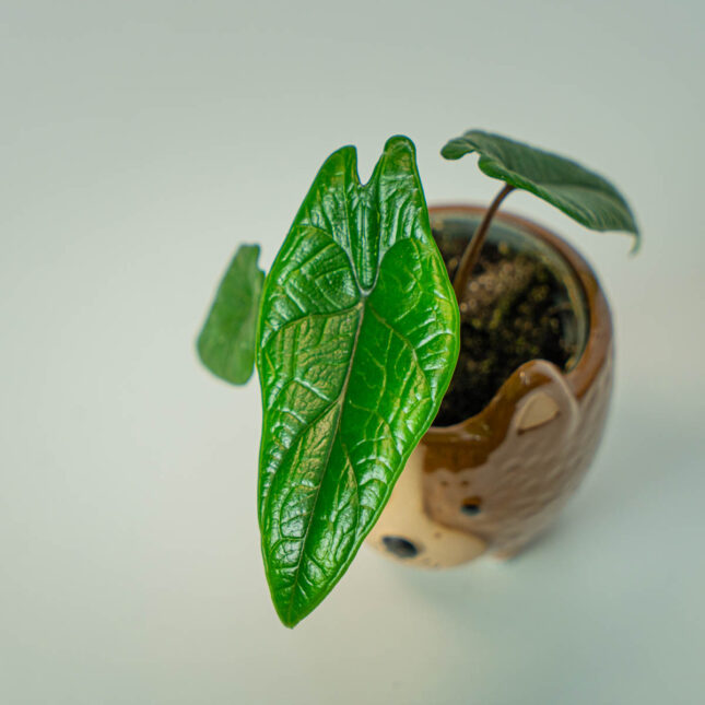 Mała Szklarnia Mała Szklarnia