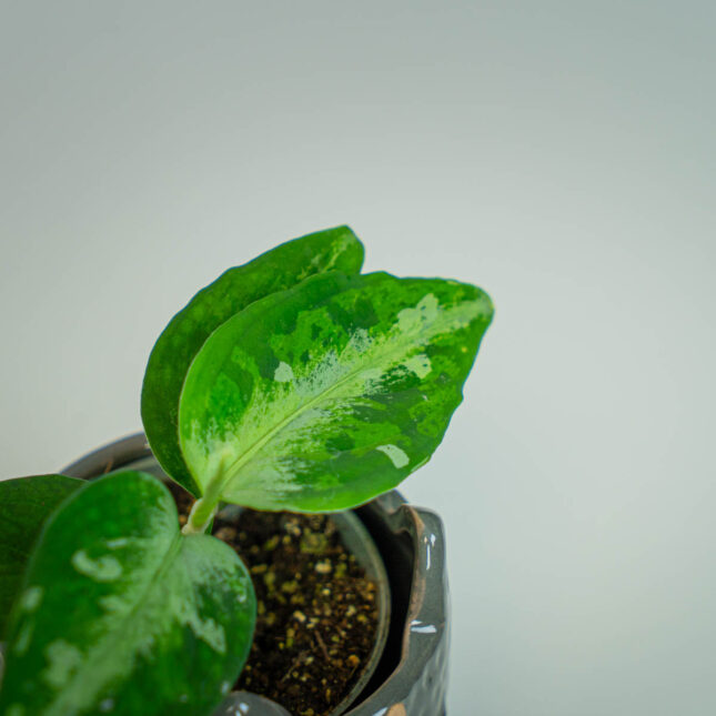 Mała Szklarnia Mała Szklarnia