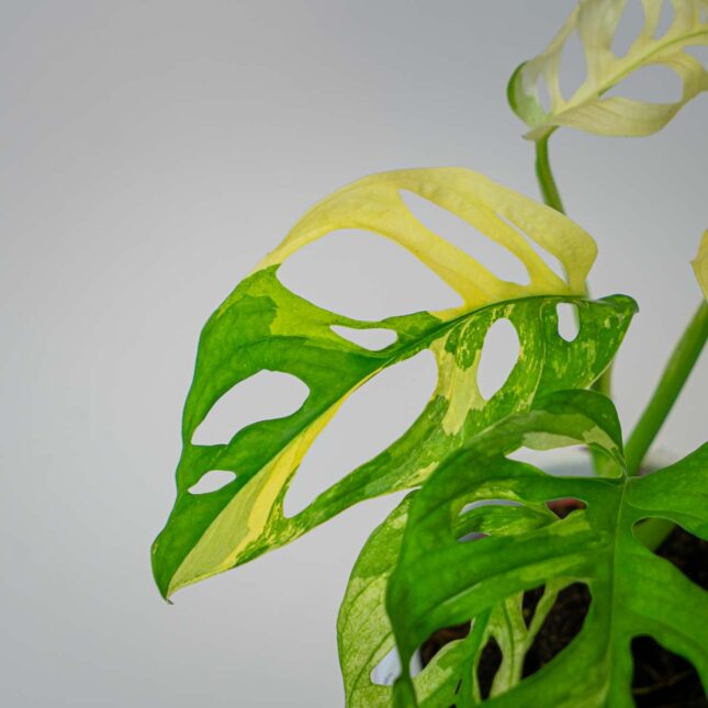 Mała Szklarnia Mała Szklarnia