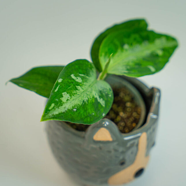 Mała Szklarnia Mała Szklarnia