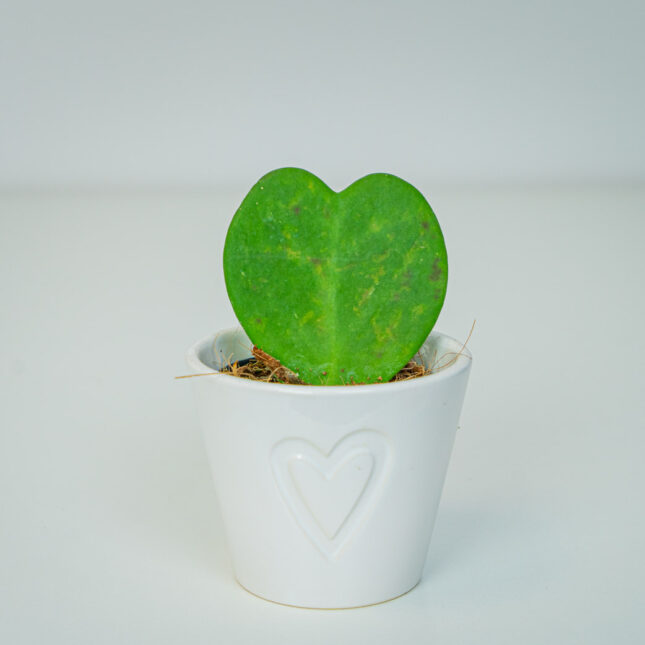 Mała Szklarnia Mała Szklarnia