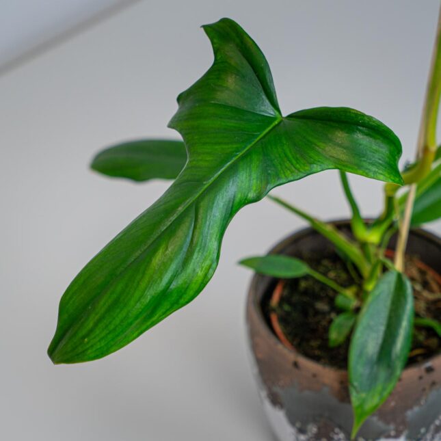 Mała Szklarnia Mała Szklarnia