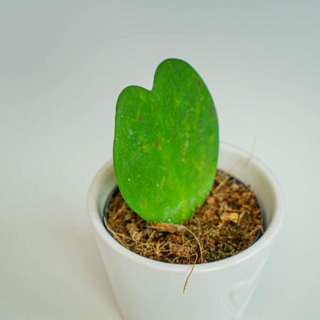 Mała Szklarnia Mała Szklarnia