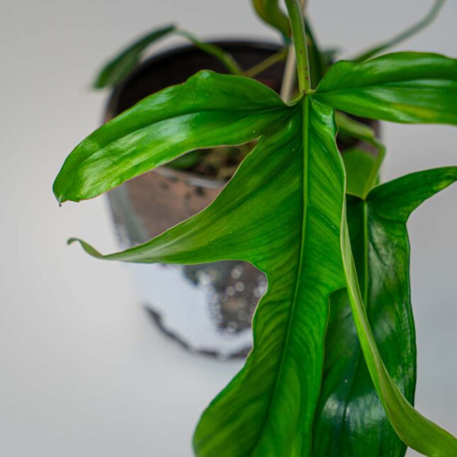 Mała Szklarnia Mała Szklarnia