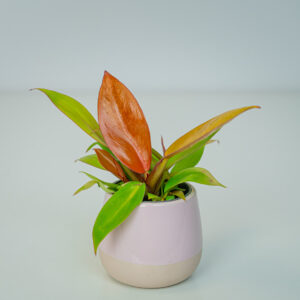 Philodendron orange baby