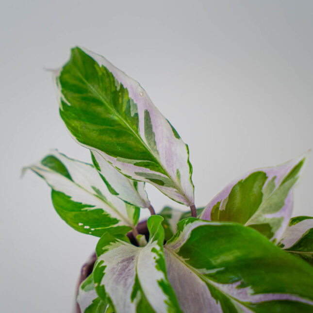 Mała Szklarnia Mała Szklarnia