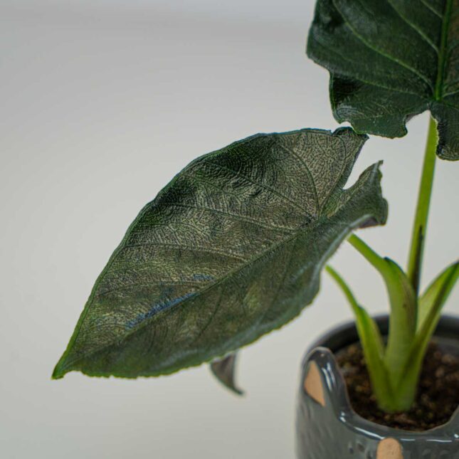 Mała Szklarnia Mała Szklarnia