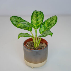 Aglaonema amazon silver