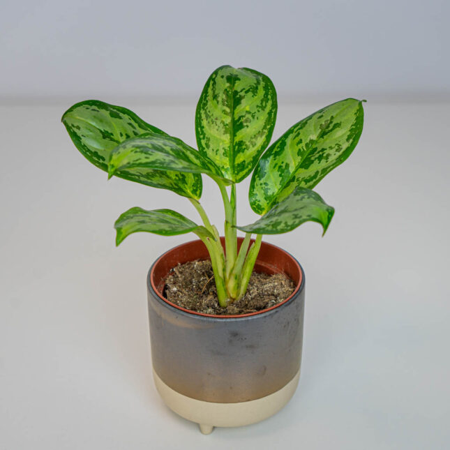 Aglaonema amazon silver