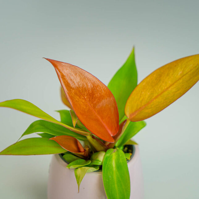 Mała Szklarnia Mała Szklarnia