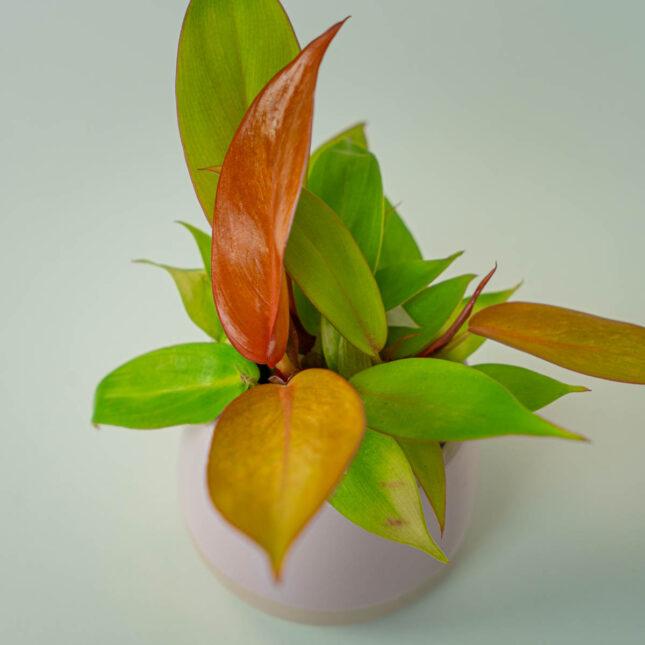 Mała Szklarnia Mała Szklarnia