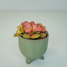 Fittonia pink special