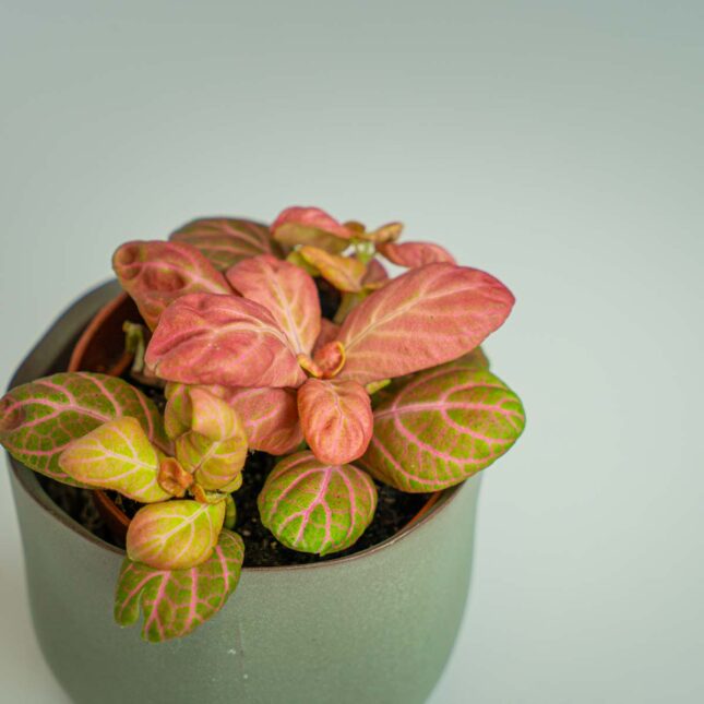 Mała Szklarnia Mała Szklarnia