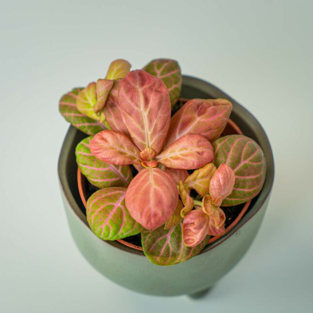 Mała Szklarnia Mała Szklarnia