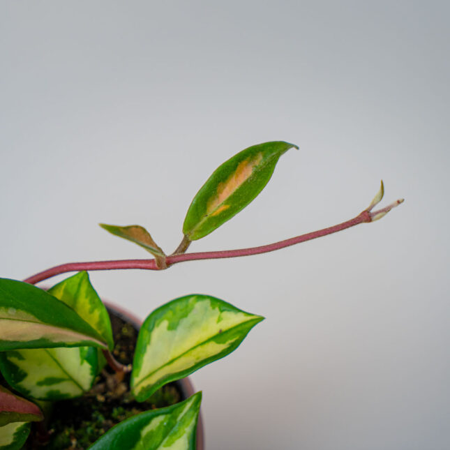 Mała Szklarnia Mała Szklarnia