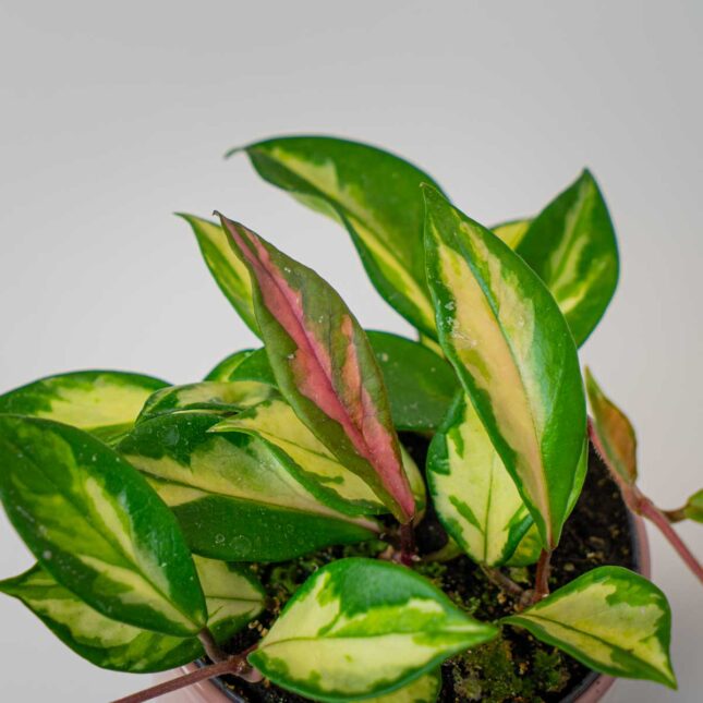 Mała Szklarnia Mała Szklarnia