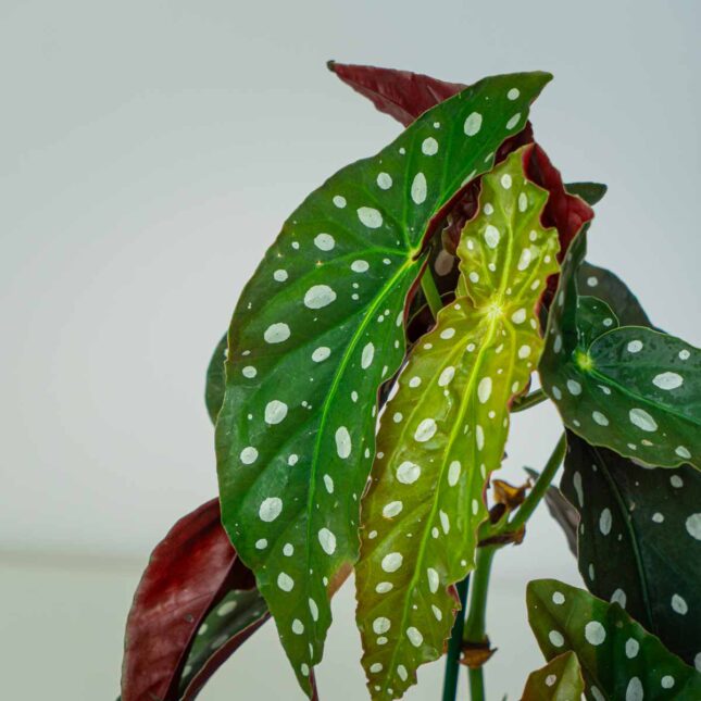 Mała Szklarnia Mała Szklarnia