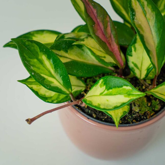 Mała Szklarnia Mała Szklarnia