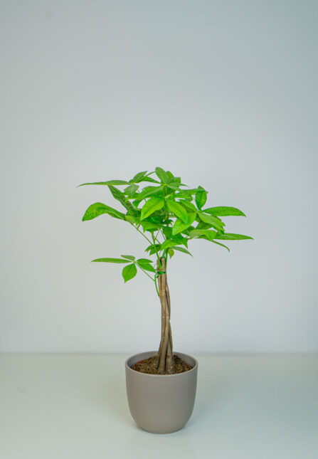 Mała Szklarnia Mała Szklarnia