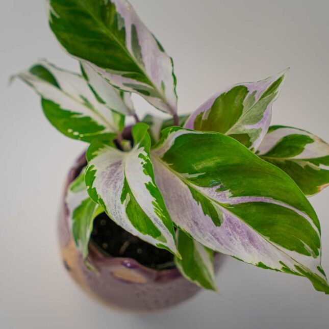 Mała Szklarnia Mała Szklarnia