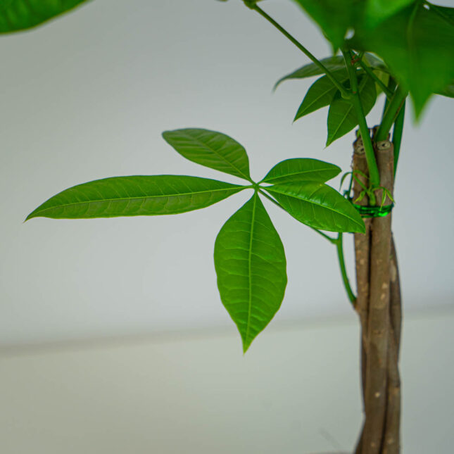 Mała Szklarnia Mała Szklarnia