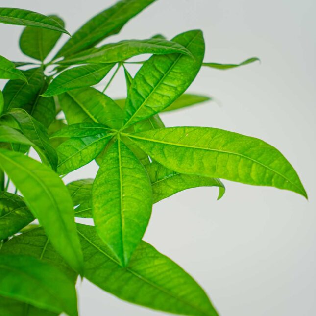 Mała Szklarnia Mała Szklarnia