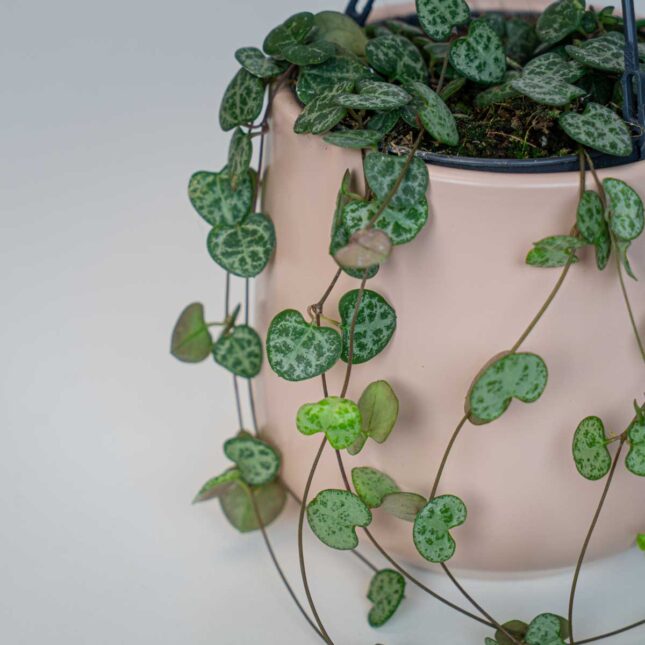 Mała Szklarnia Mała Szklarnia