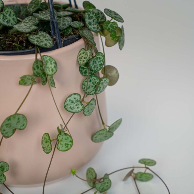 Mała Szklarnia Mała Szklarnia