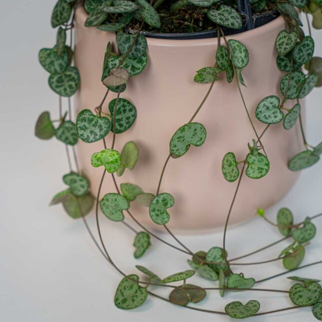 Mała Szklarnia Mała Szklarnia