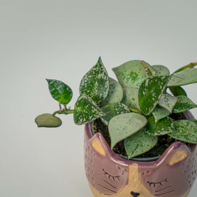 Mała Szklarnia Mała Szklarnia