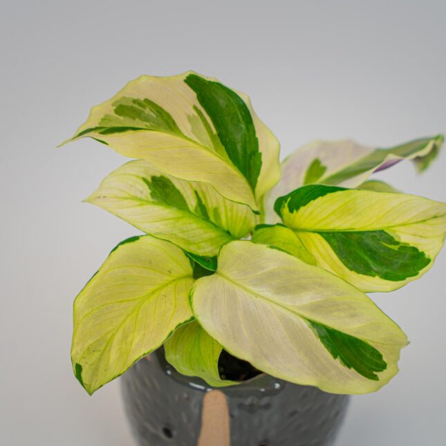 Mała Szklarnia Mała Szklarnia