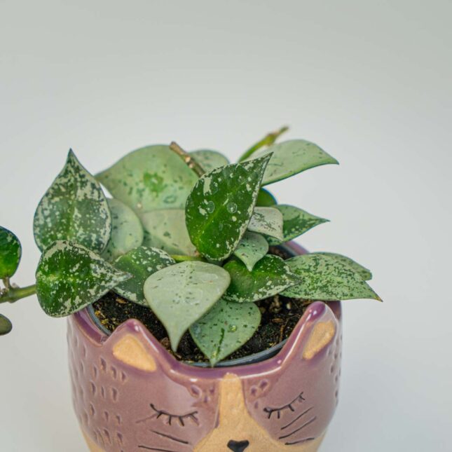 Mała Szklarnia Mała Szklarnia