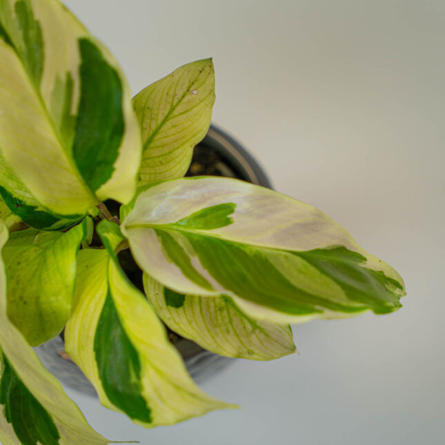 Mała Szklarnia Mała Szklarnia