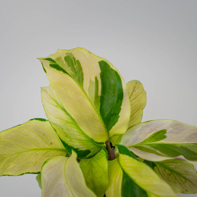 Mała Szklarnia Mała Szklarnia