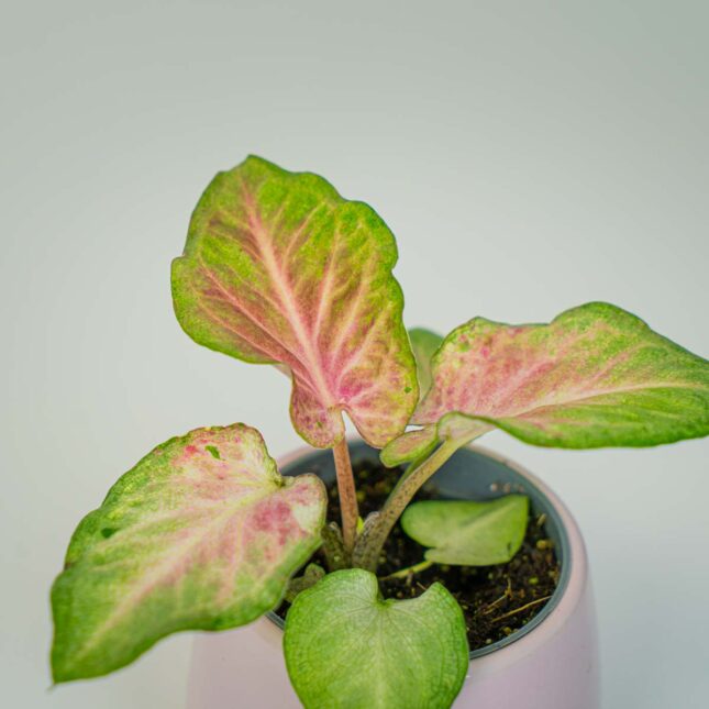 Mała Szklarnia Mała Szklarnia