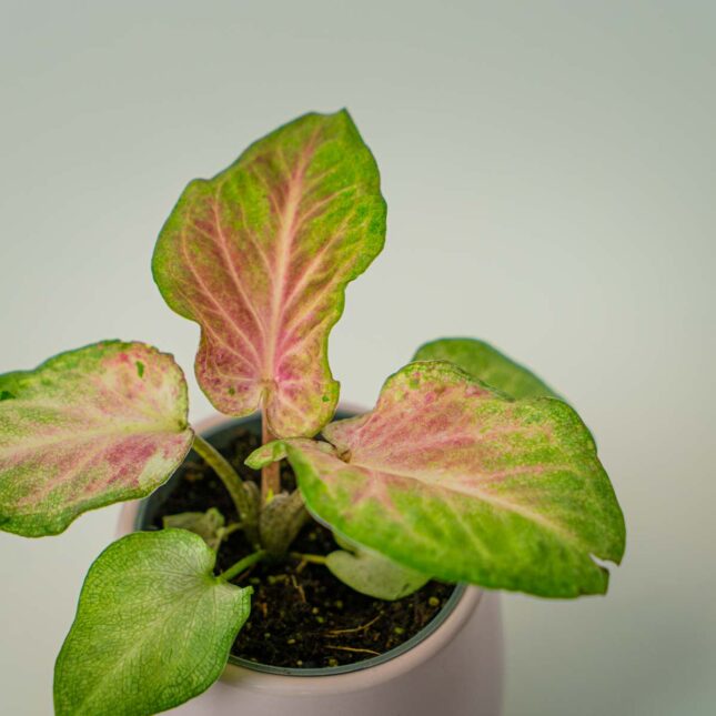 Mała Szklarnia Mała Szklarnia