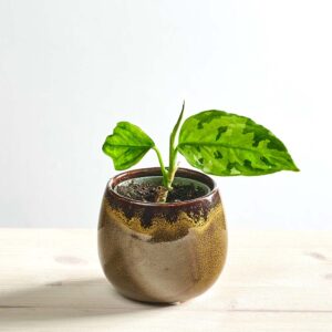 Aglaonema pictum tricolor baby