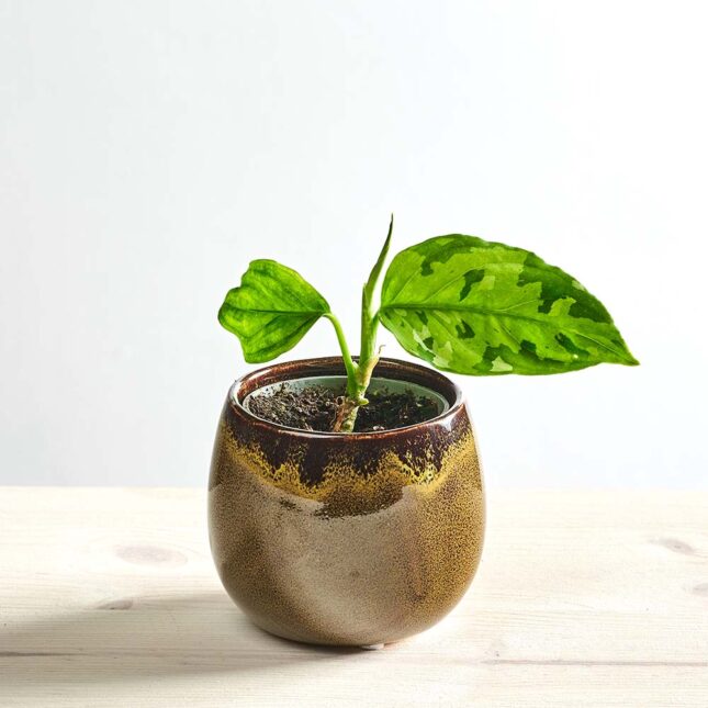 szkalrnia1k_0174_0423SZKLARNIA 3 Aglaonema pictum tricolor baby