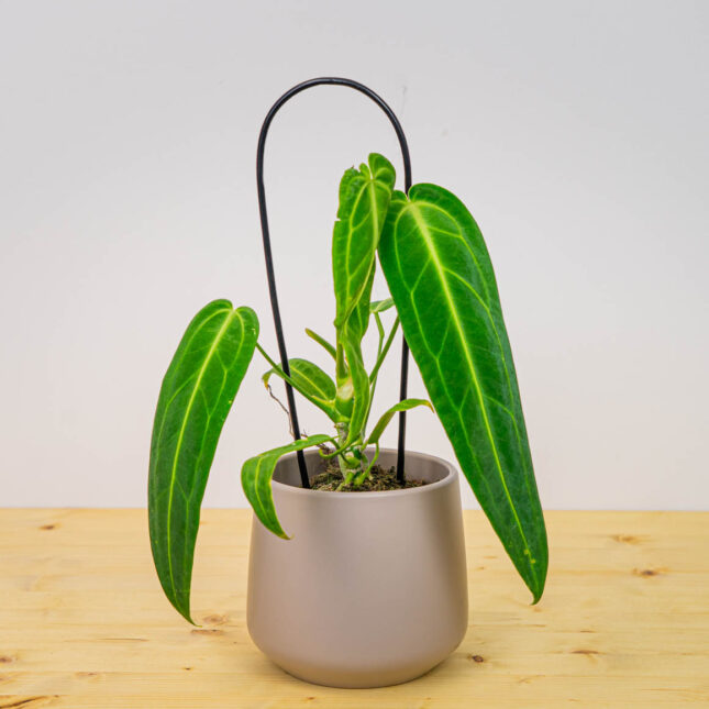 Mała Szklarnia Mała Szklarnia