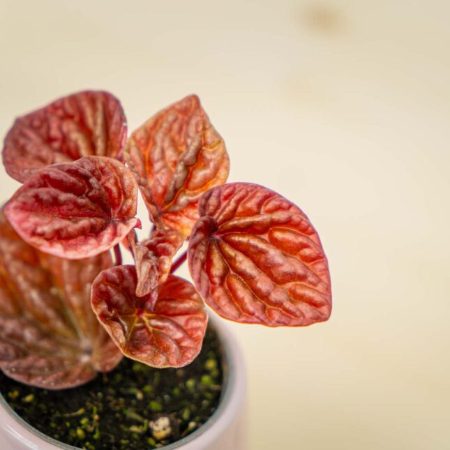 Mała Szklarnia Mała Szklarnia