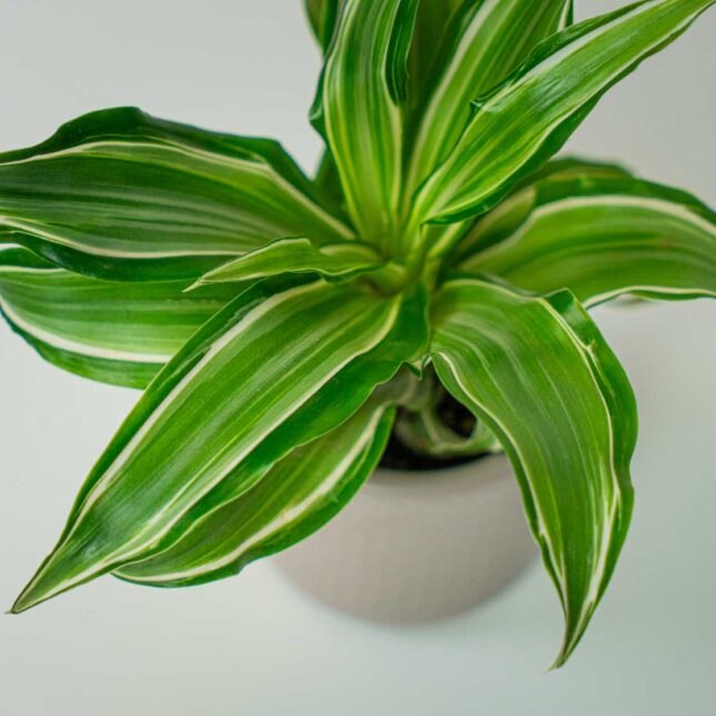 Mała Szklarnia Mała Szklarnia