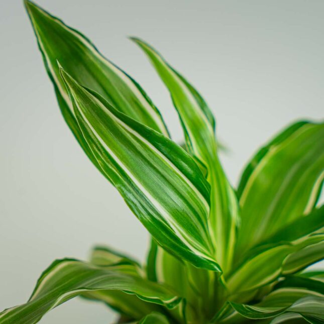 Mała Szklarnia Mała Szklarnia