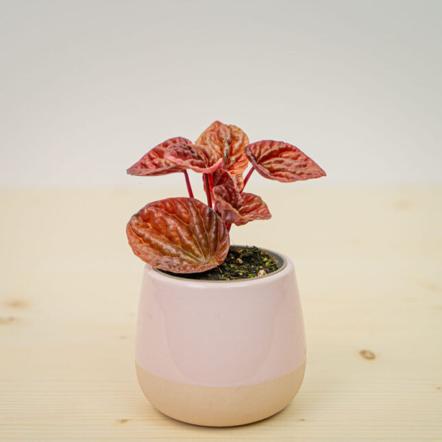 Mała Szklarnia Mała Szklarnia