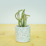 Grubosz widłakowaty crassula muscosa rhapsody in pink baby (lycopodioides)