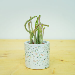 Grubosz widłakowaty crassula muscosa rhapsody in pink baby (lycopodioides)