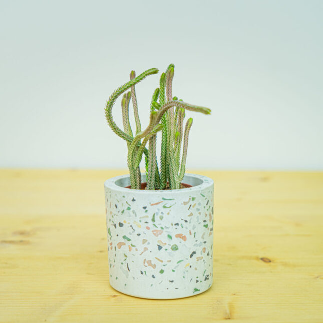 Grubosz widłakowaty crassula muscosa rhapsody in pink baby (lycopodioides)