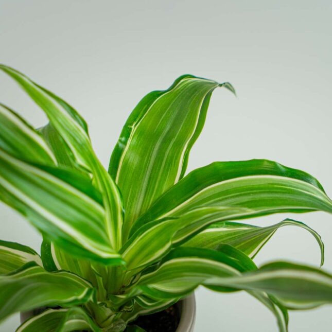 Mała Szklarnia Mała Szklarnia